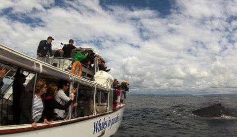 Australian Whale Watching - C Tourism 2