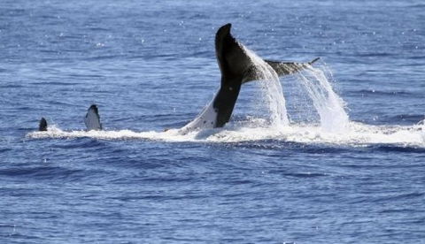 Australian Whale Watching - C Tourism 3