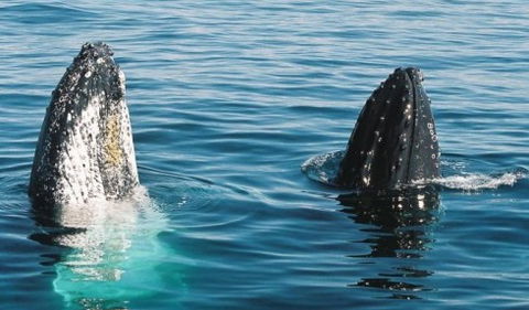 Australian Whale Watching - C Tourism 4