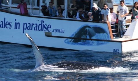 Australian Whale Watching - C Tourism 5