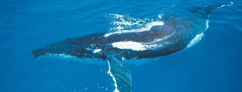 Australian Whale Watching - C Tourism 6