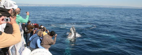 Australian Whale Watching - C Tourism 7