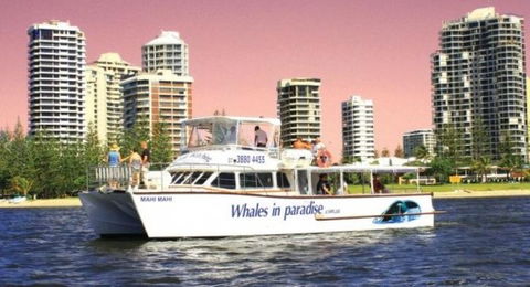 Australian Whale Watching - C Tourism 8