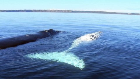 Australian Whale Watching - C Tourism 9