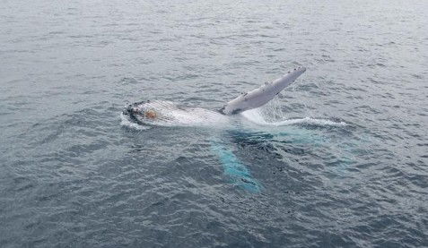 Australian Whale Watching - C Tourism 10