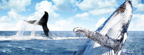 Australian Whale Watching - C Tourism 11