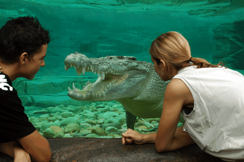 Cairns Wildlife Dome - C Tourism 1