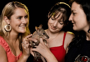 Cairns Night Zoo - C Tourism 1