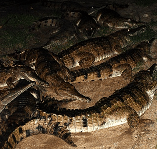 Cairns Night Zoo - C Tourism 3