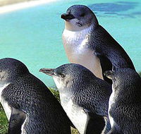 Rockingham Wild Encounters - C Tourism