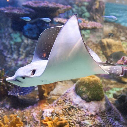 Melbourne Aquarium - C Tourism 4