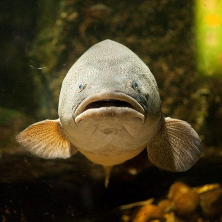 Melbourne Aquarium - C Tourism 5