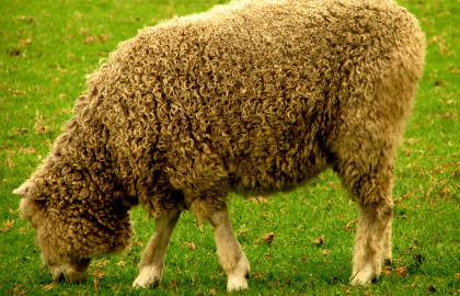 Collingwood Children's Farm - C Tourism 3