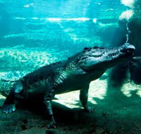 WILD LIFE Sydney Zoo - C Tourism