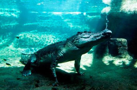 WILD LIFE Sydney Zoo - C Tourism 0