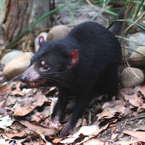 WILD LIFE Sydney Zoo - C Tourism 5