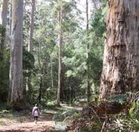 Warren River Loop Walk - C Tourism
