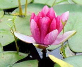 The Lotus Day Spa And Retreat - C Tourism 0