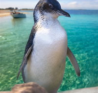 Penguin Island - C Tourism