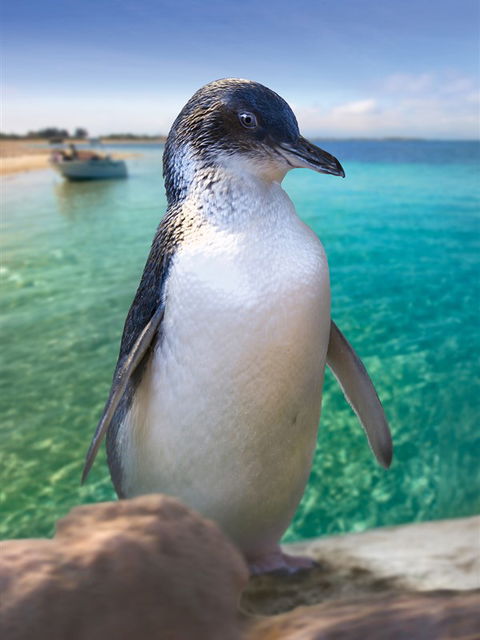 Penguin Island - C Tourism 0