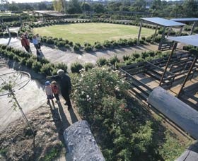 Kojonup Rose Maze - C Tourism 0