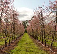 Raeburn Orchards - C Tourism