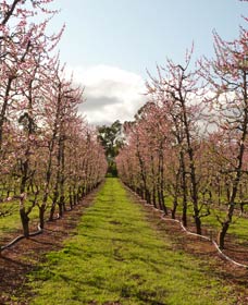 Raeburn Orchards - C Tourism 0