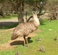 Minlaton Fauna Park - C Tourism