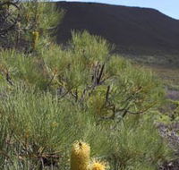 Lesueur Walk Trail Mount Lesueur - C Tourism
