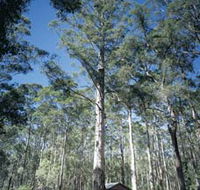 Diamond Tree Lookout Manjimup - C Tourism