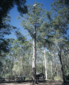 Diamond Tree Lookout Manjimup - C Tourism 0