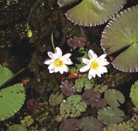Parry Lagoons Nature Reserve - C Tourism