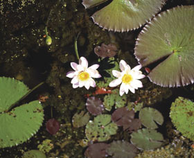 Parry Lagoons Nature Reserve - C Tourism 0