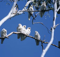 Carawine Gorge - C Tourism