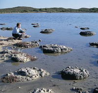 Lake Thetis Stromatolites - C Tourism