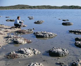 Lake Thetis Stromatolites - C Tourism 0