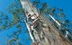 Dave Evans Bicentennial Tree - thumb 0