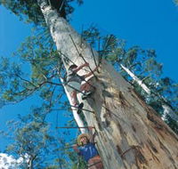 Dave Evans Bicentennial Tree - C Tourism
