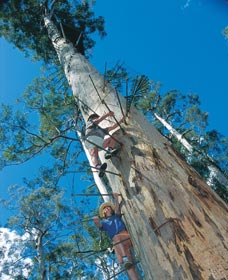 Dave Evans Bicentennial Tree - C Tourism 0