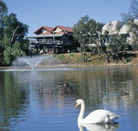 White Swans - C Tourism