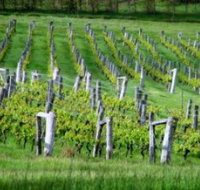 Sienna Estate Winery - C Tourism