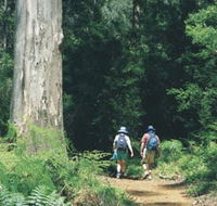 Gloucester Tree - C Tourism