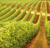 MadFish Wines Margaret River - C Tourism