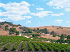 Bethany Wines - C Tourism 0
