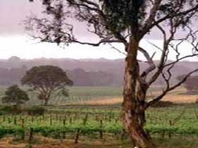 Yangarra Estate Vineyard - C Tourism 0
