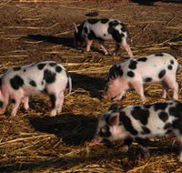 Will's Rare Breeds Farm - C Tourism
