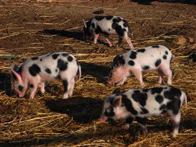 Will's Rare Breeds Farm - C Tourism 0