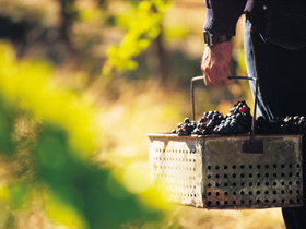 Spinifex Art And Crafts - C Tourism 0