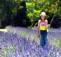 Brayfield Park Lavender Farm - C Tourism