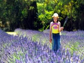 Brayfield Park Lavender Farm - C Tourism 0